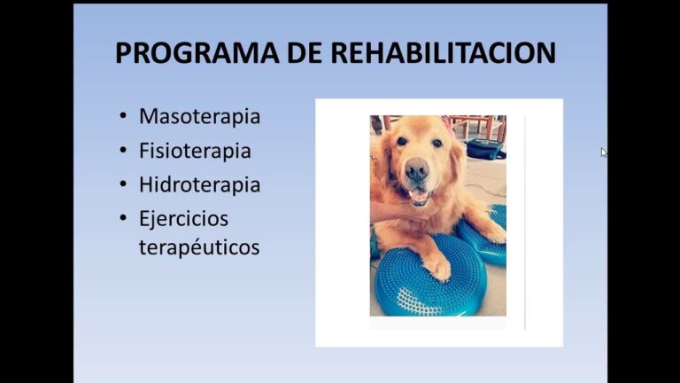 Rehabilitaci&oacute;n Animal: Un Enfoque &Eacute;tico Transformador