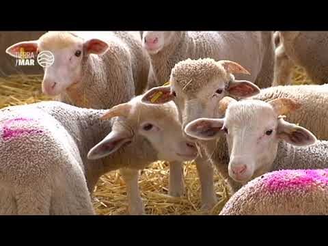 Estrategias Efectivas para la Alimentaci&oacute;n de Ovejas en Entornos Rurales