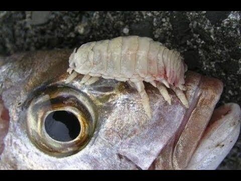 Gu&iacute;a Efectiva para Desparacitar Peces Correctamente