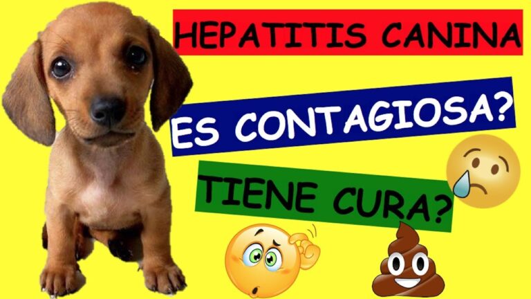Tratamiento Efectivo para la Hepatitis Canina