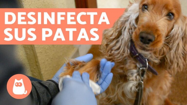 Consejos Efectivos para el Aseo de Patas de Perros y Gatos