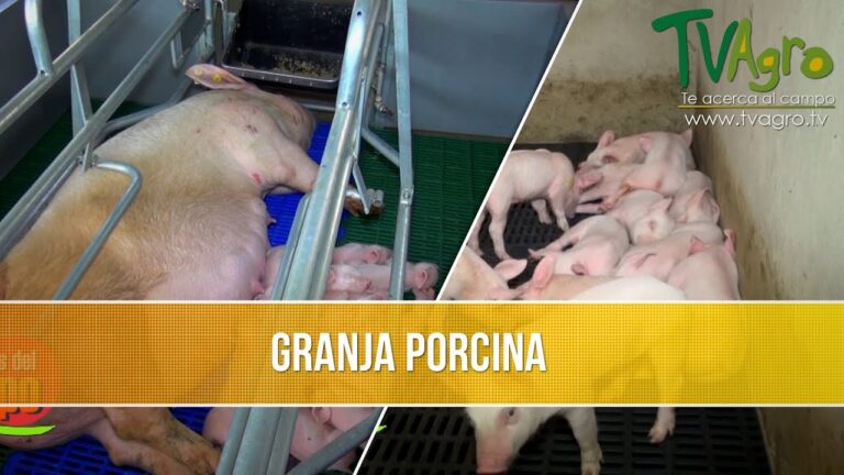 Estrategias Efectivas para el Manejo de Cr&iacute;as en la Granja