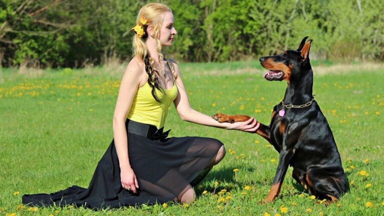 La higiene esencial en el adiestramiento de mascotas