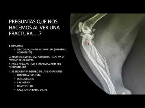 La importancia de las cirug&iacute;as en fracturas de animales