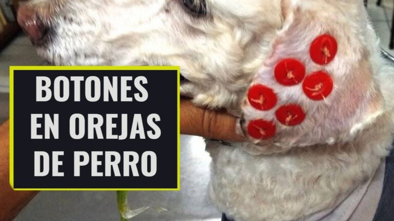 Cirug&iacute;a de O&iacute;do en Mascotas: Gu&iacute;a Completa y Esencial