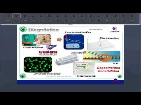 Charlas Veterinarias sobre Tratamientos para Enfermedades Comunes