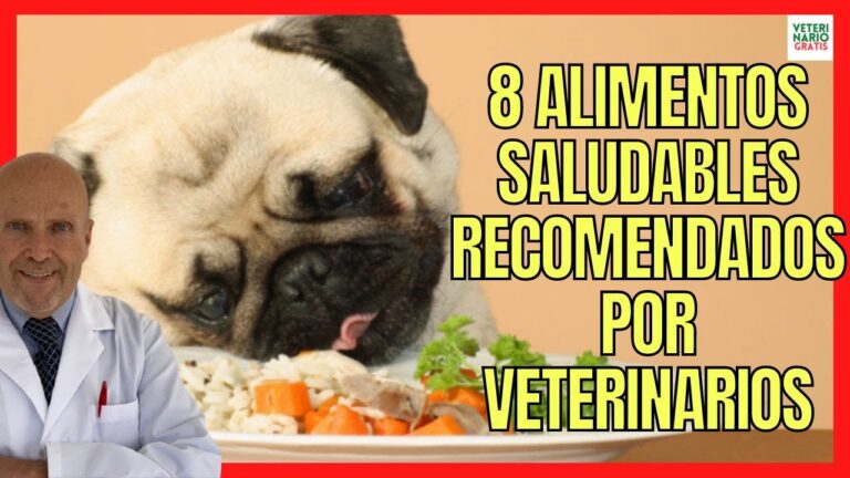 Consejos Veterinarios para una Alimentaci&oacute;n Saludable de Mascotas