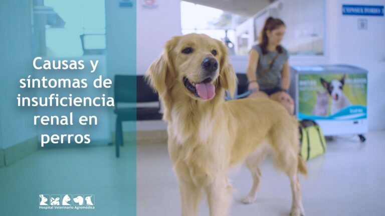 Consecuencias de Enfermedades Renales en Mascotas