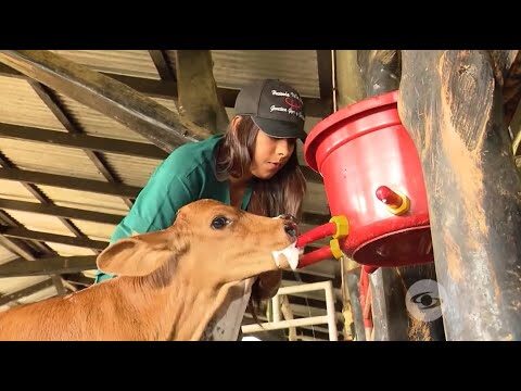 Estrategias Efectivas para Cr&iacute;a de Animales Libres de Par&aacute;sitos