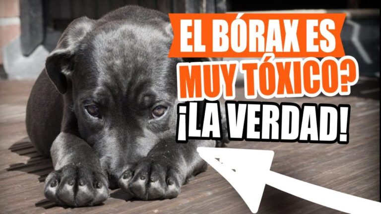 Control Efectivo de Plagas en Mascotas y Animales Domésticos
