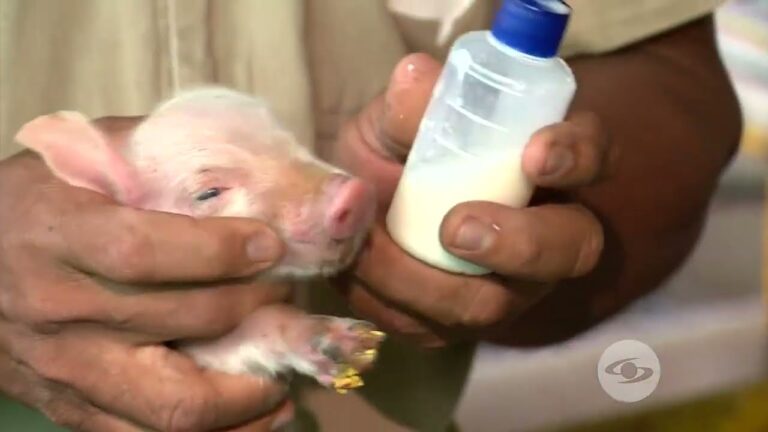 Crianza de Cerdos: Claves para una Atenci&oacute;n Veterinaria Efectiva