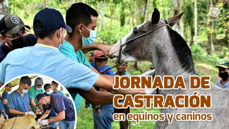 Manejo Eficiente de la Esterilizaci&oacute;n en Veterinaria Equina