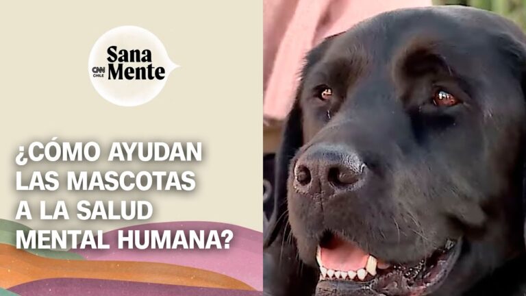 La psicolog&iacute;a animal en la terapia asistida: un apoyo fundamental