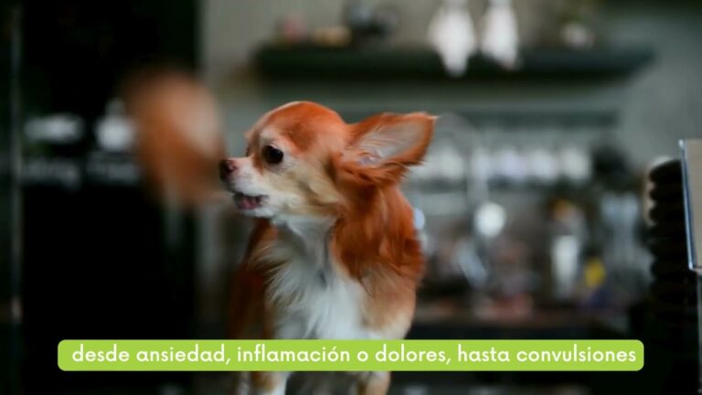 Mejores productos para el bienestar de tu mascota