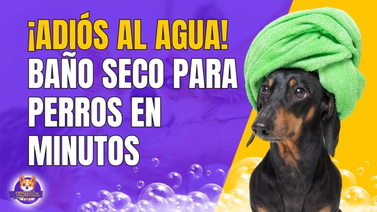 Gu&iacute;a para un Aseo en Seco Efectivo en Mascotas