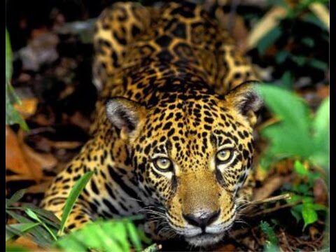 Legislaci&oacute;n para la Protecci&oacute;n de Animales en Rehabilitaci&oacute;n Silvestre