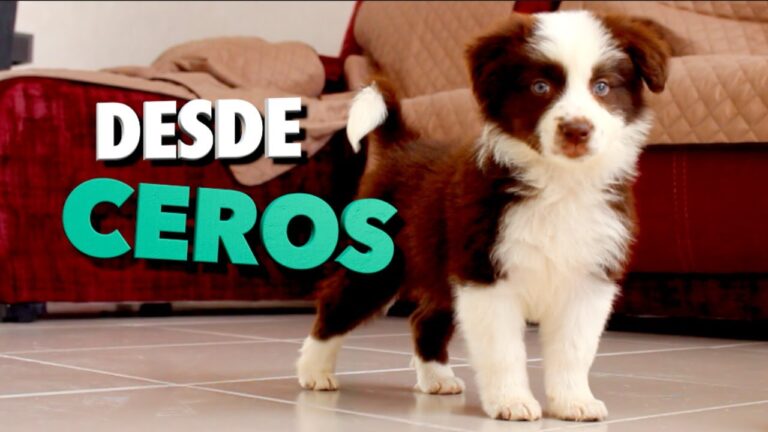 Crianza de Mascotas: Gu&iacute;a Esencial para Due&ntilde;os Primerizos