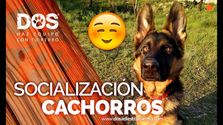 Adiestramiento Canino: Clave para Mejorar la Socializaci&oacute;n