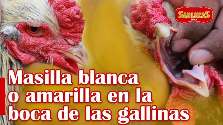 Innovaciones en Tratamientos Veterinarios para Aves de Corral