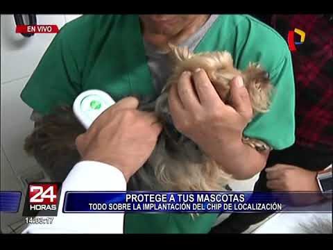 Implantes de Microchip en Mascotas: Beneficios y Consideraciones