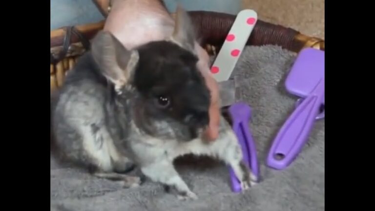 Higiene y Cuidados Esenciales en la Cr&iacute;a de Animales