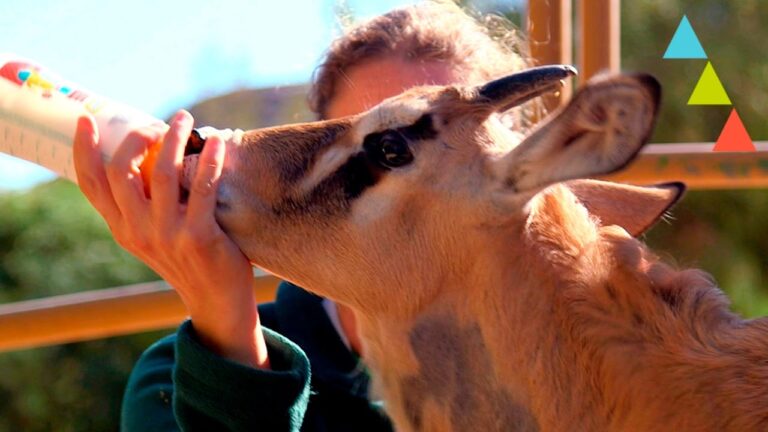 Cuidado de la Piel en Animales Salvajes y Ex&oacute;ticos