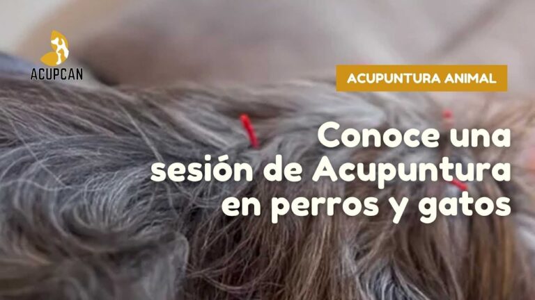 Bienestar Animal a Trav&eacute;s de Acupuntura y Masaje