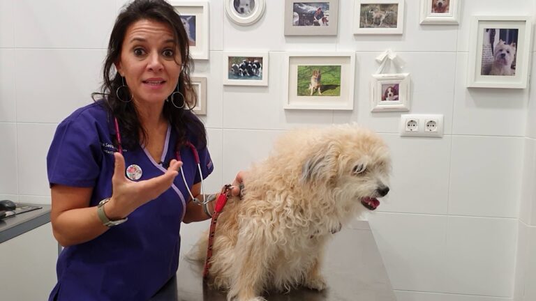 Vacunaci&oacute;n Efectiva Contra la Tos de las Perreras