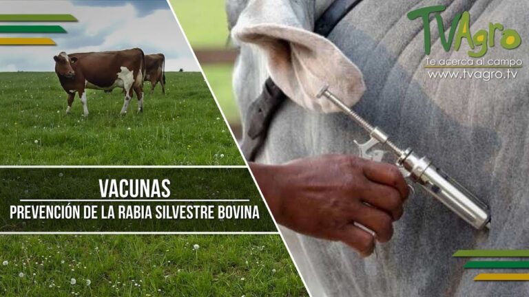 Prevención Efectiva de la Rabia en Mamíferos