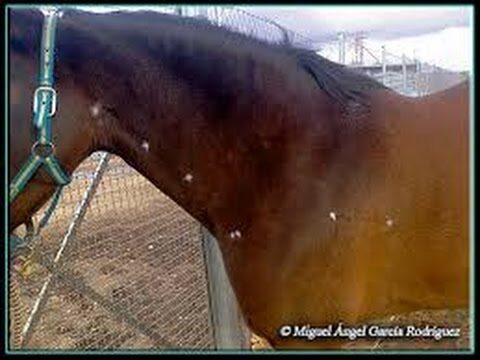 Tratamientos Quir&uacute;rgicos Veterinarios para Problemas Nasales en Mascotas