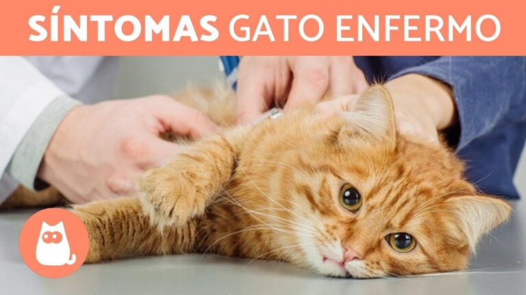 C&oacute;mo Detectar el S&iacute;ndrome del Gato en Tu Mascota