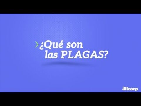 Estrategias Efectivas para el Manejo Integrado de Plagas en Aves Dom&eacute;sticas