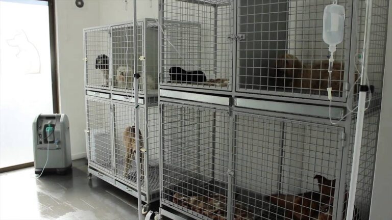 Innovaciones en Cirug&iacute;as Veterinarias de Vanguardia