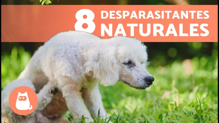 M&eacute;todos Efectivos de Desparasitaci&oacute;n en Animales