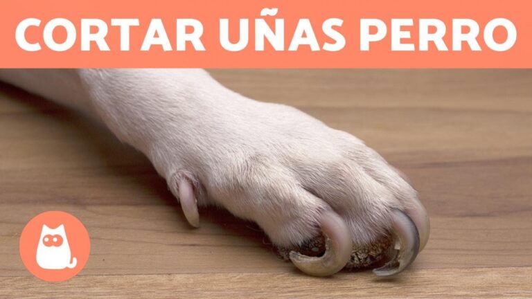 Cuidados Veterinarios para las Uñas de tu Mascota