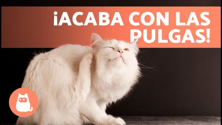 Mant&eacute;n a tu mascota sana con vacunas y desparasitantes