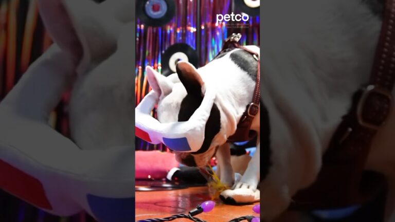 Riesgos de No Desparasitar a Tu Hur&oacute;n