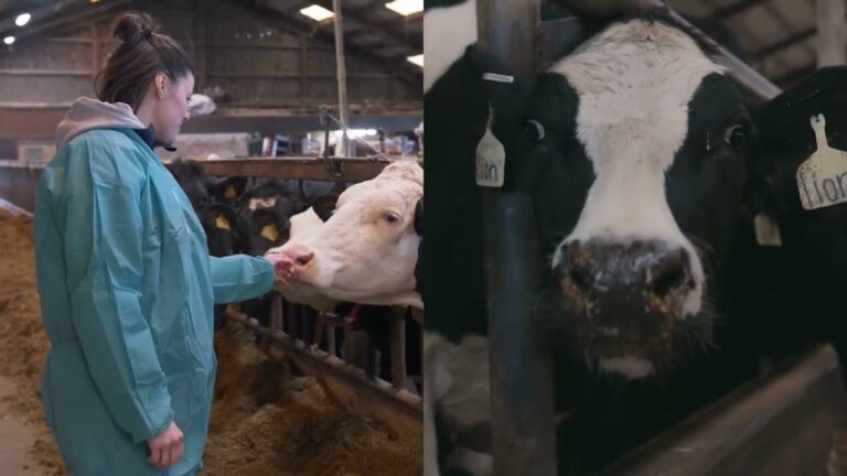 Optimizaci&oacute;n del Tratamiento Veterinario para la Obesidad en Equinos