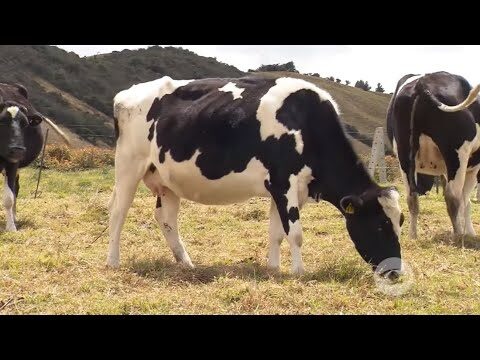 Desparasitaci&oacute;n: Perspectivas de Veterinarios en Entrevistas en Profundidad