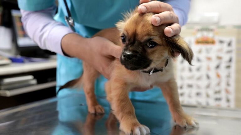 Misterios Veterinarios: Entendiendo Enfermedades Comunes en Mascotas