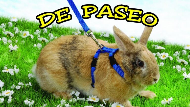 Riesgos y Precauciones al Tener Conejos como Mascotas