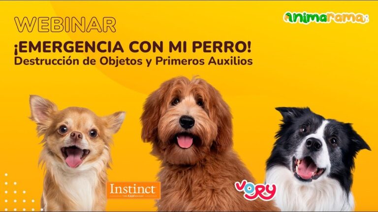 Urgencias Veterinarias: Cuida a Tu Mascota en Momentos Críticos