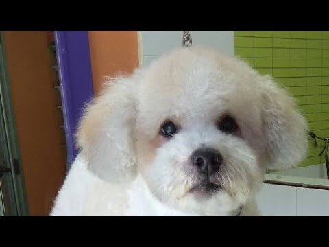 Trucos Infalibles para un Peinado Impecable en Mascotas