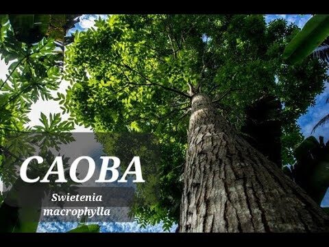 Consejos para Fomentar el Bienestar con tu Mascota Adoptada a Trav&eacute;s del Tiempo de Calidad