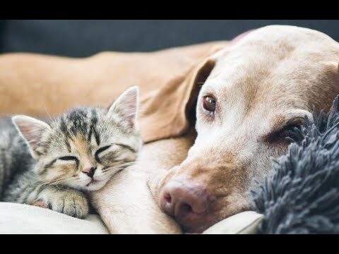 Entrevistas Esenciales sobre el Cuidado de Mascotas