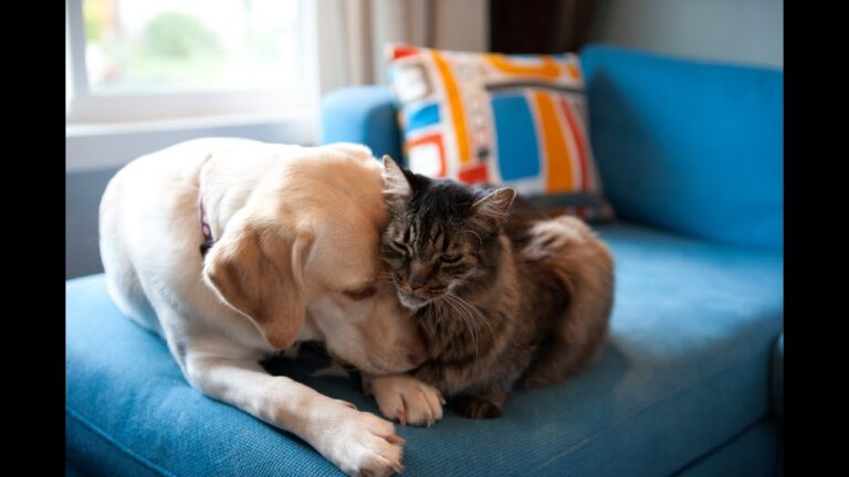Derechos de los Animales en Terapias Emocionales: Un Enfoque &Eacute;tico