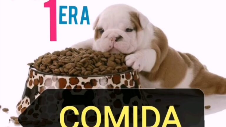 Alimentos Ideales para Animales Reci&eacute;n Adoptados