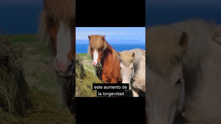 Consejos Esenciales para el Cuidado de tus Caballos