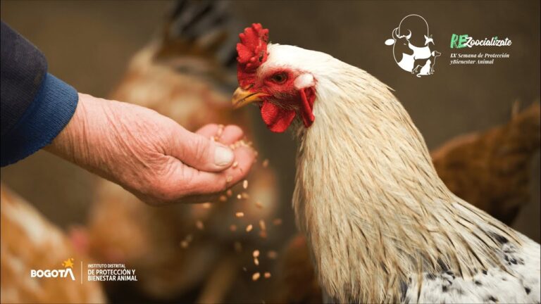 Comportamiento de Animales No Convencionales: Un Estudio Revelador