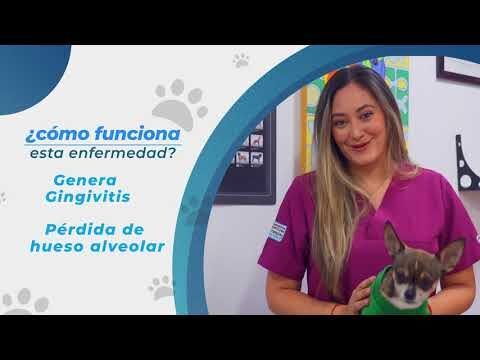 La Prevenci&oacute;n en Veterinaria: Insights de Expertos